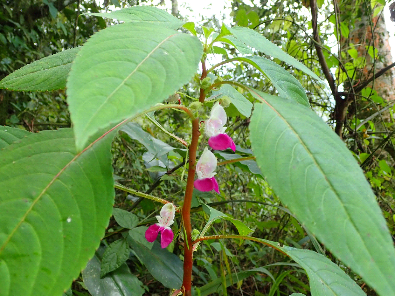 Con una altura de entre 10 y 60 cm, esta margarita amenazada tiene flores color rosa magenta y blanco. La especie debe su nombre a los banen, defensores del bosque de Ebo y de la reserva natural de Camerún.   

 La Impatiens banen sólo se conoce en las cúpulas de granito del interior del bosque de Ebo, que sigue amenazado por la deforestación a pesar de la suspensión de una concesión maderera en la zona en 2020.