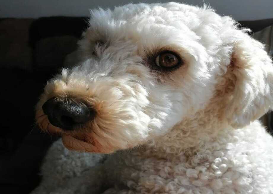 Aunque al principio fue un perro tímido, luego de acoplarse, Tony formó una excelente relación con su familia.