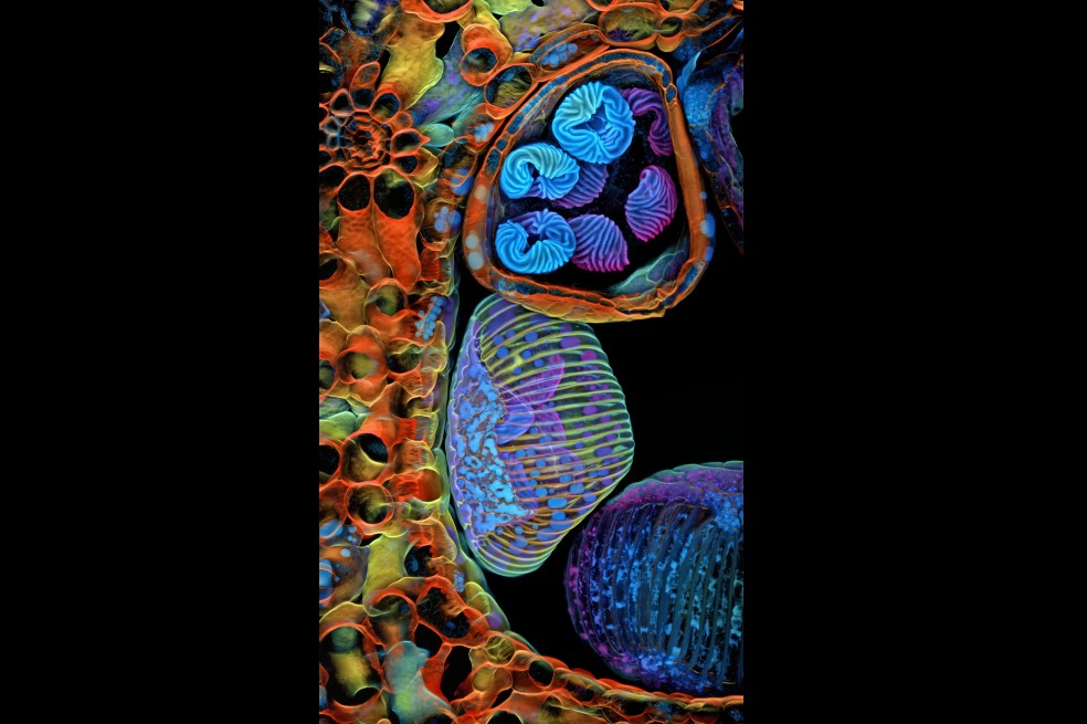 Dr. Igor Siwanowicz se quedó con el quinto lugar de la competencia. Su imagen es la de unas esporas (estructuras azules/violetas) de un pequeño helecho tropical (Ceratopteris richardii), las cuales son ampliamente estudiadas para comprender la evolución de las plantas.