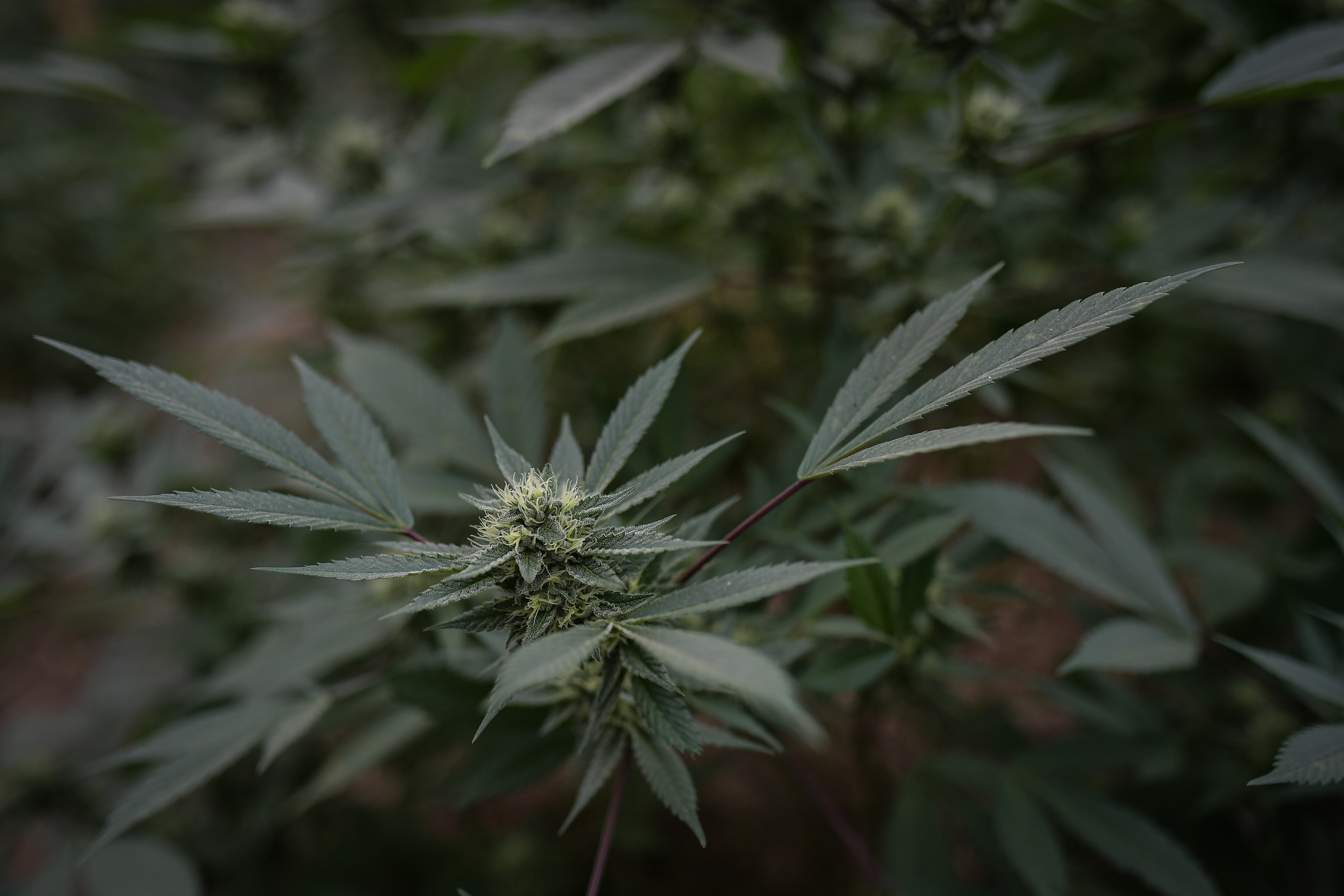 Estos son los alimentos y bebidas a base de cannabis que se podrán consumir en el país