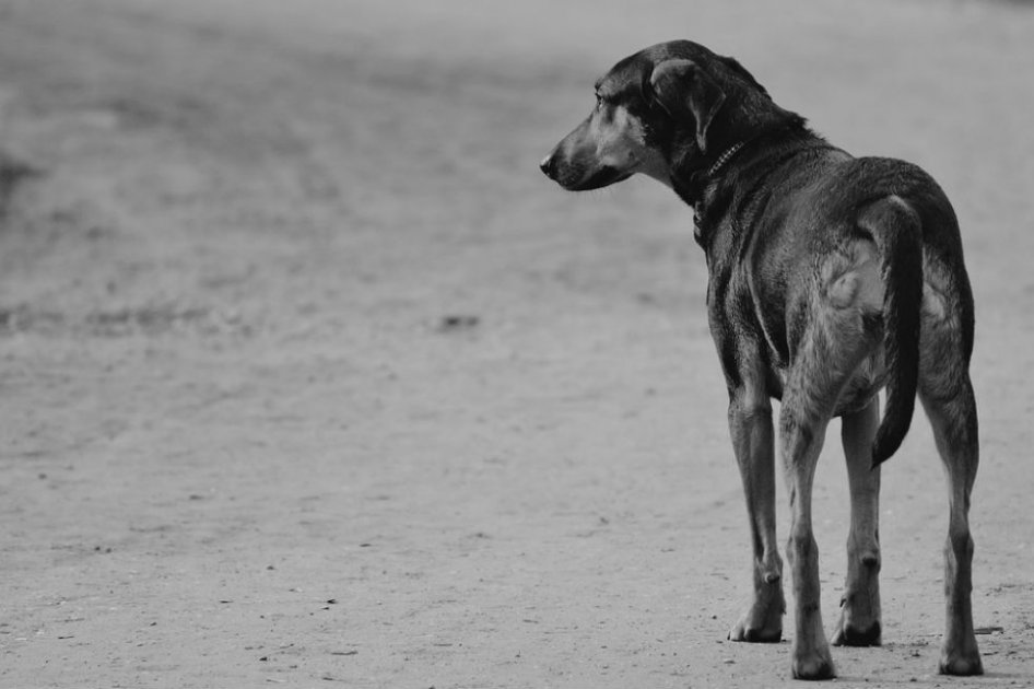 Perro callejero dio su vida por evitar un atraco en el sur de Bogotá