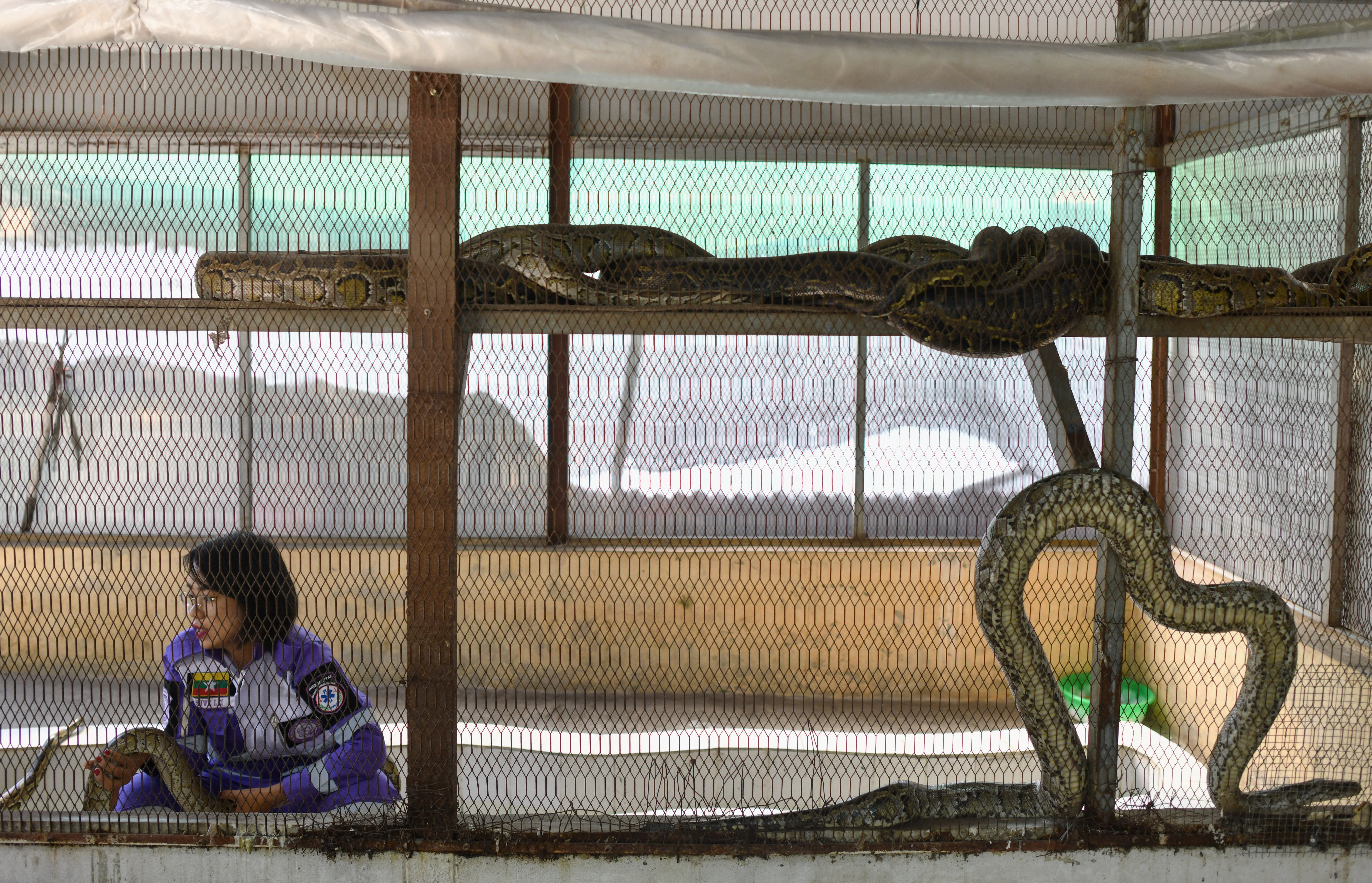 La misión del principal escuadrón de eliminación de serpientes de Myanmar es atrapar a las pitones y engatusar a las cobras para que no se enreden peligrosamente con el mundo humano y devolverlas a sus hábitats naturales.