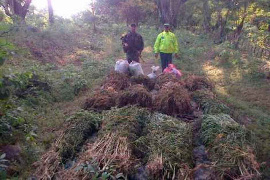 Destruyen más de media tonelada de marihuana en Magdalena