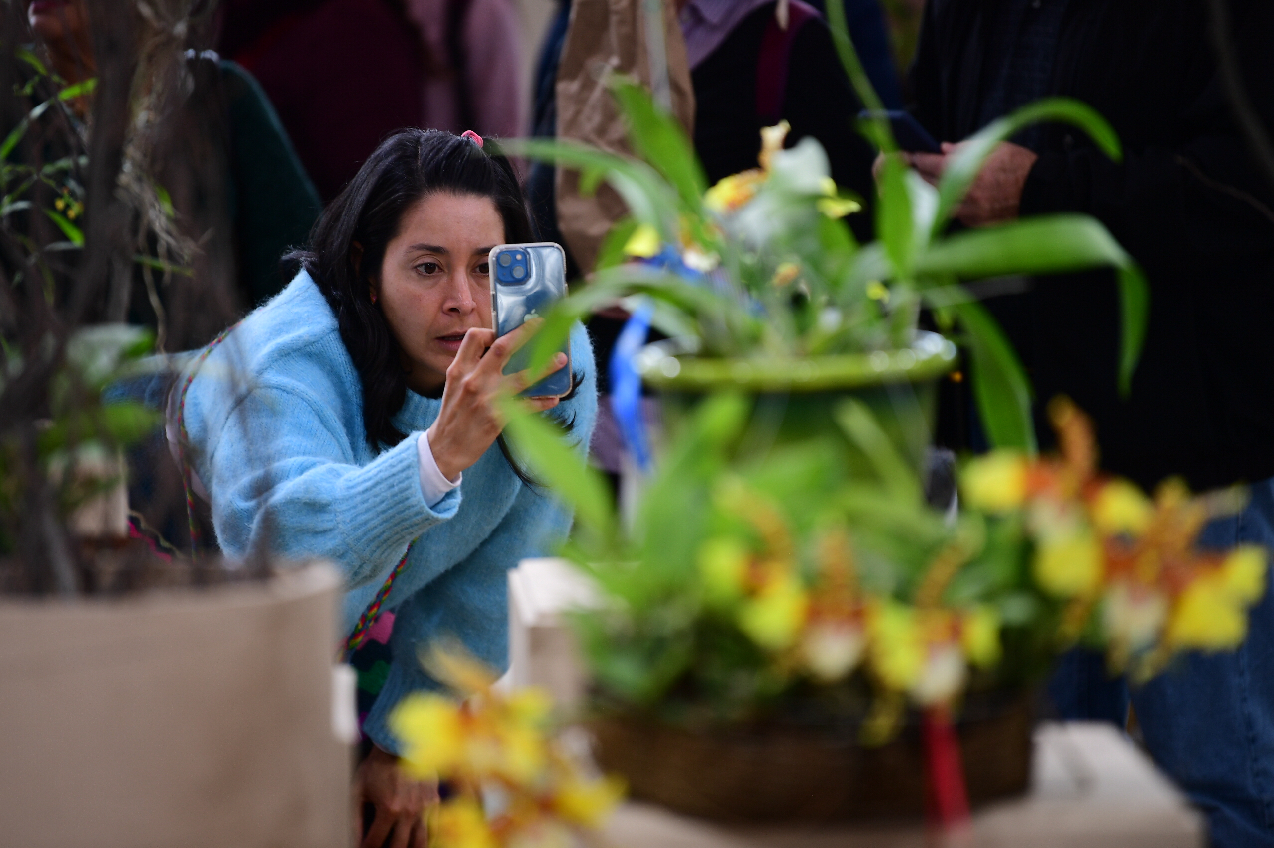 Gran variedad de estas plantas las podrá conocer en la exposición del Jardín Botánico, que se está llevando a cabo entre hoy y mañana de 9:00 a.m. a 5:00 p.m.