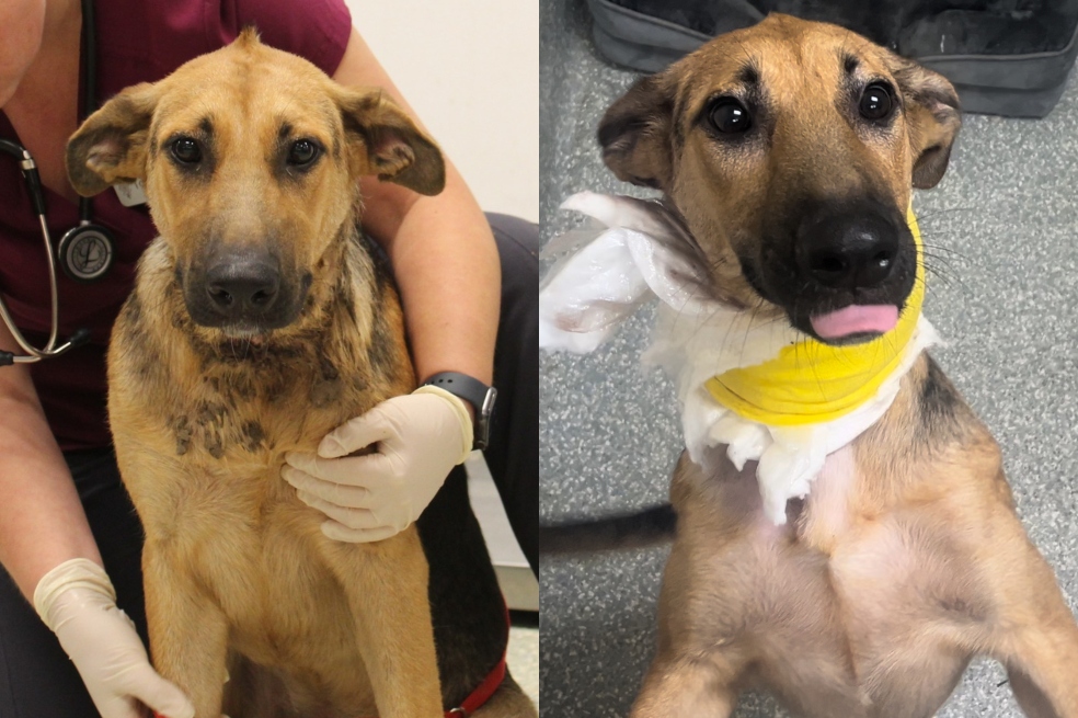 Los collares apretados causan graves daños en las mascotas: conozca a Tina