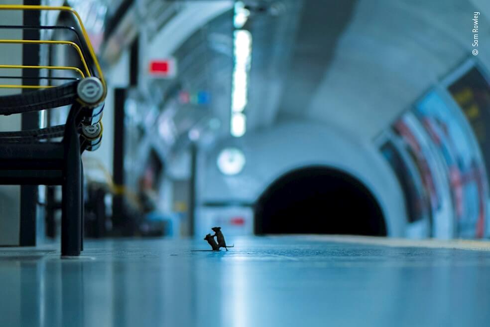 Una pelea de ratones en el metro de Londres, la mejor foto de naturaleza del año