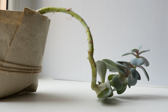 Lo que se observa aquí, donde el tallo se alarga de forma excesiva, se conoce como etiolación, un fenómeno que ocurre por la falta de luz y que hace que la planta crezca débil en su intento por alcanzarla. Aunque es una respuesta natural, puede afectar su desarrollo al debilitar su estructura y reducir su capacidad fotosintética. Para prevenirlo o corregirlo, es clave aumentar la exposición a la luz, mantener una nutrición equilibrada y, en casos leves, trasplantar más profundo para fortalecer el tallo; sin embargo, cuando la etiolación es severa, la recuperación puede ser limitada.