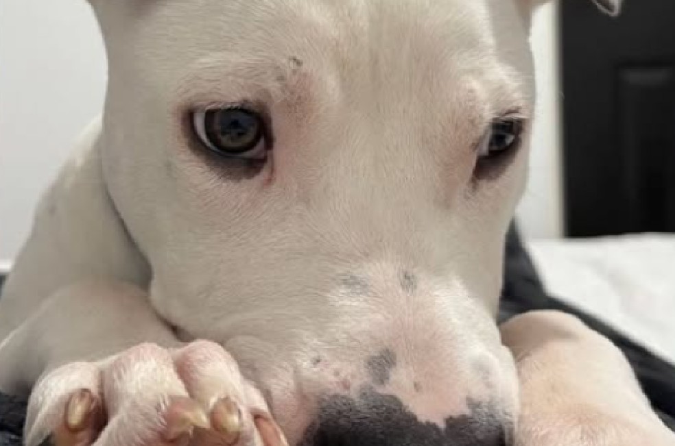Limón necesita un hogar de paso: fue devuelto después de cuatro meses de adopción