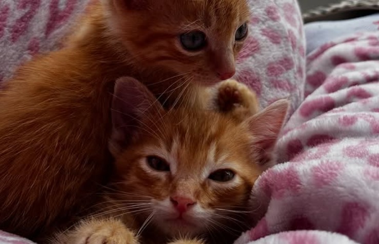 Les prometieron un hogar, pero se arrepintieron: estos gatos buscan nueva familia