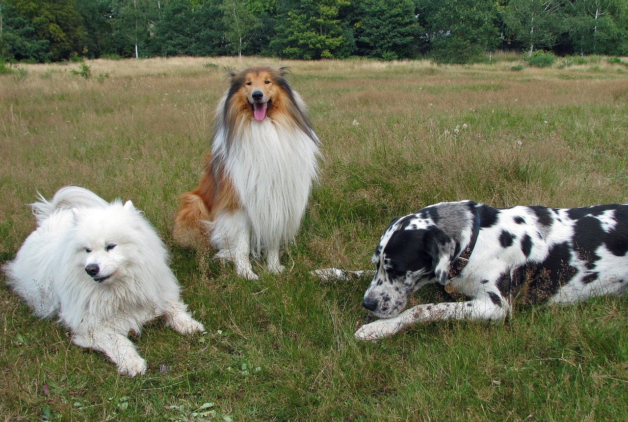 Información sobre la raza de perro Samoyedo