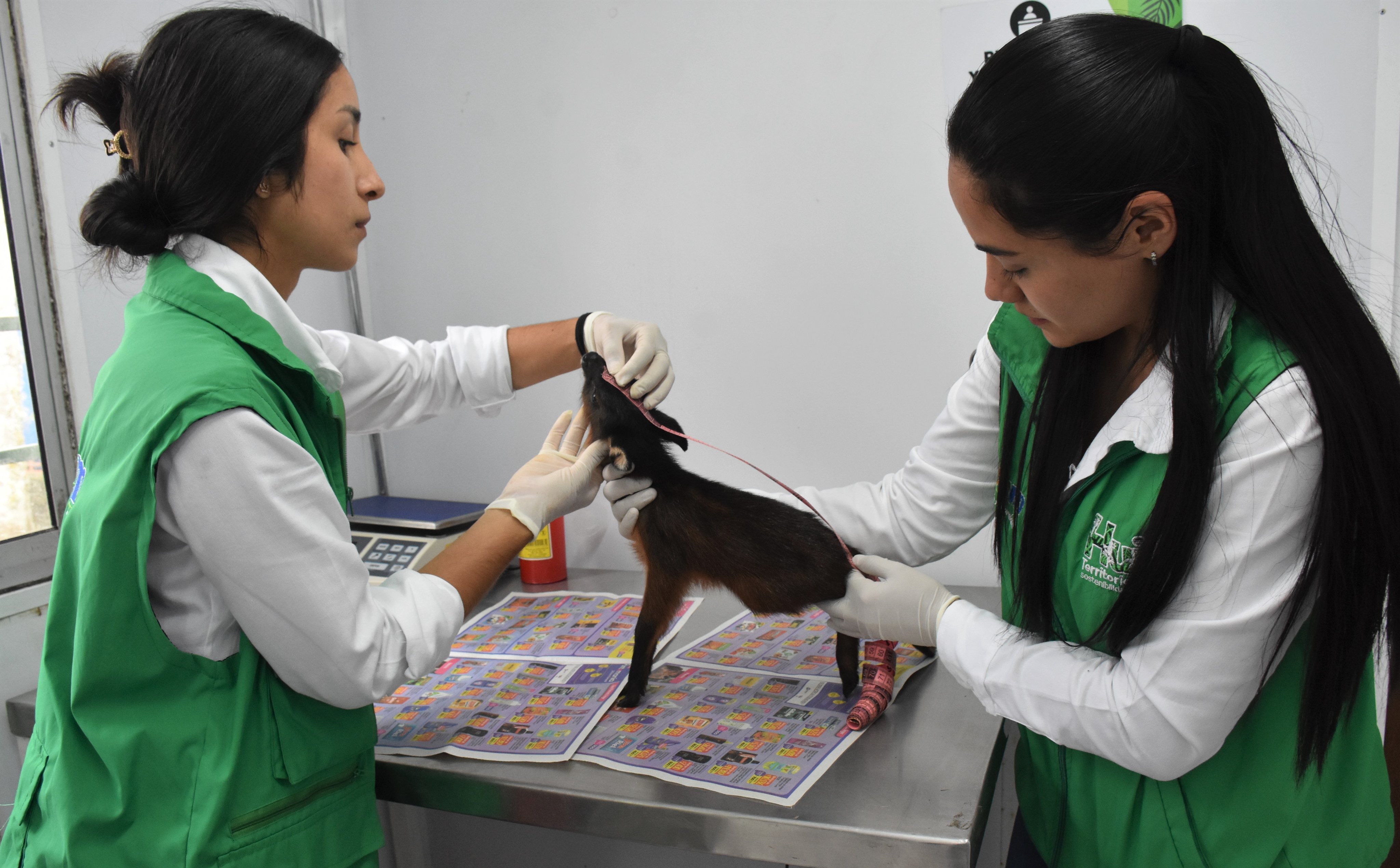 Rescatan a tres venados que fueron ahuyentados por perros ferales en el Huila