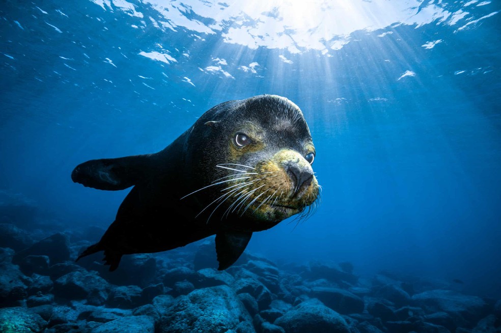 Esta foto submarina muestra a una foca en la Isla Espíritu Santo, México.