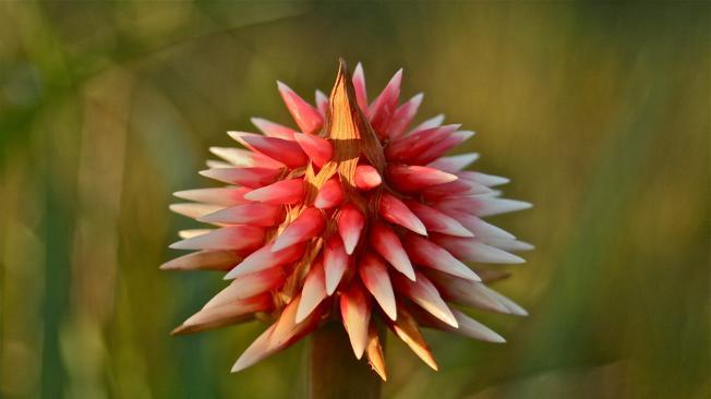 La flor de Inírida