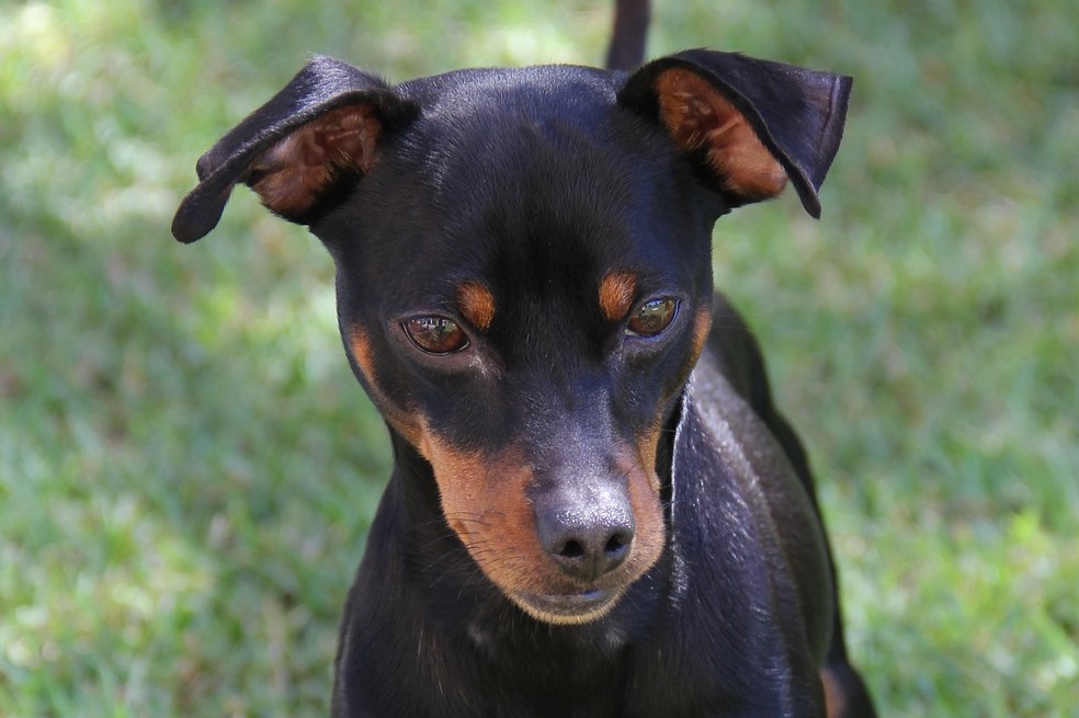 Razas de perros pequeños
