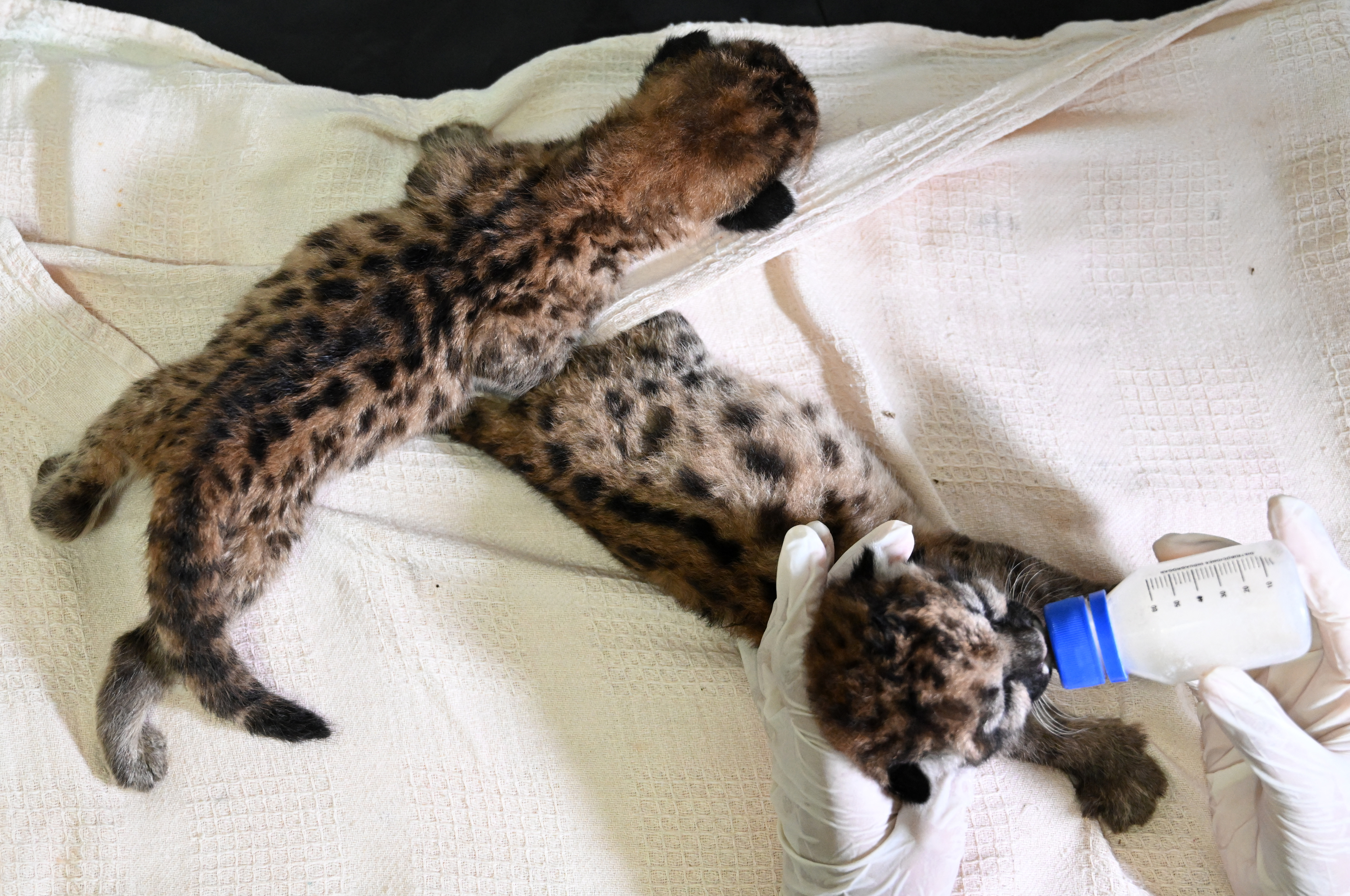 Dos cachorros de puma fueron encontrados por campesinos en el Guaviare