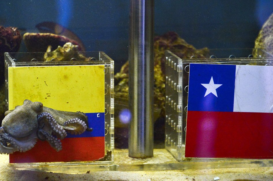 Pulpo Paul ‘costeño’ vaticinó victoria de Colombia contra Chile