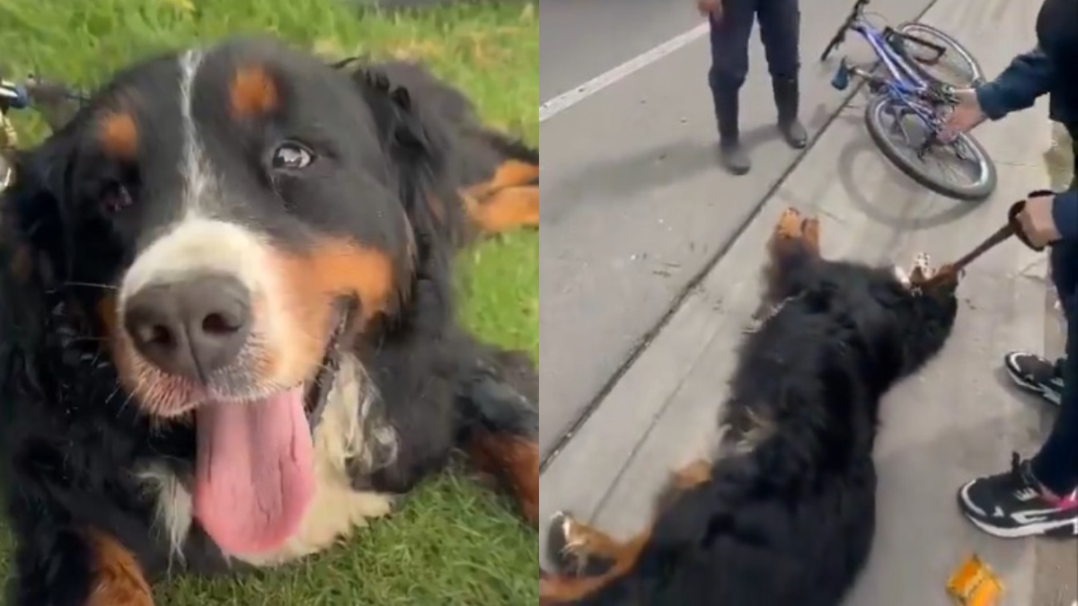 Denuncian ciclista que llevaba amarrado y a rastras a un perro, por la vía a Cota