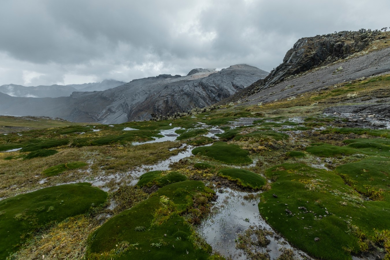 Turberas de cojines de Distichia muscoides, un mosaico vegetal dependiente de la hidrología glaciar típico de la Sierra Nevada El Cocuy.