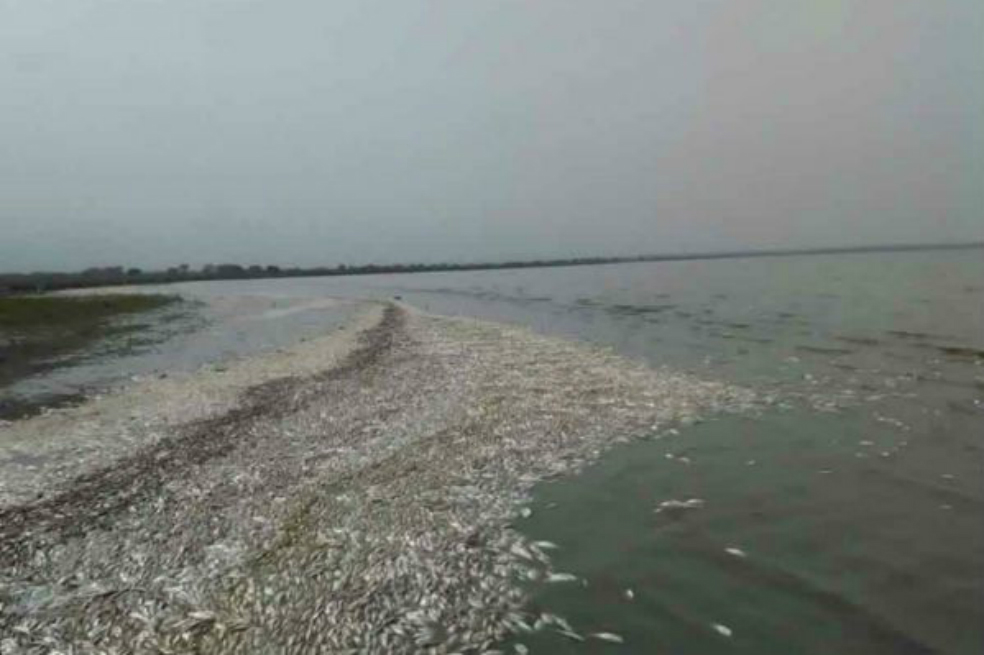 Mortandad de peces en Magdalena no tiene relación con situación ambiental de la Ciénaga