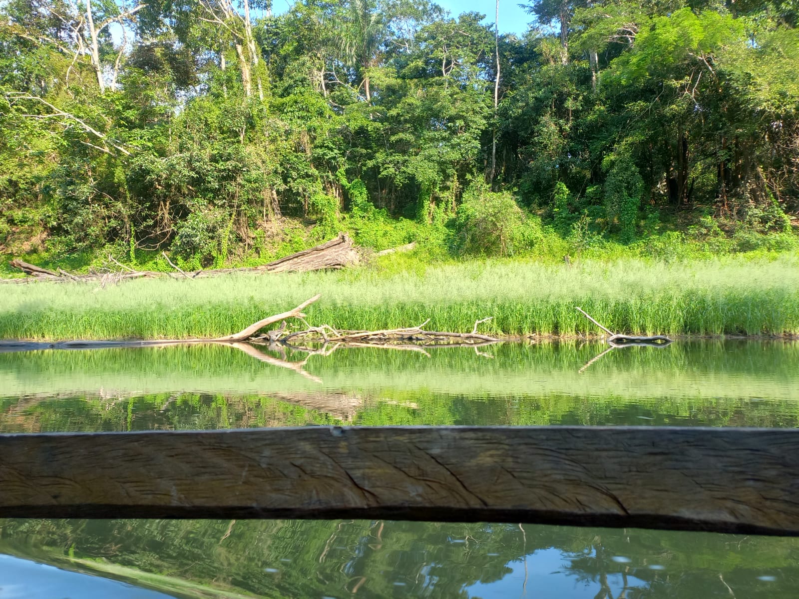 En esta época la vegetación debería estar inundada de agua.