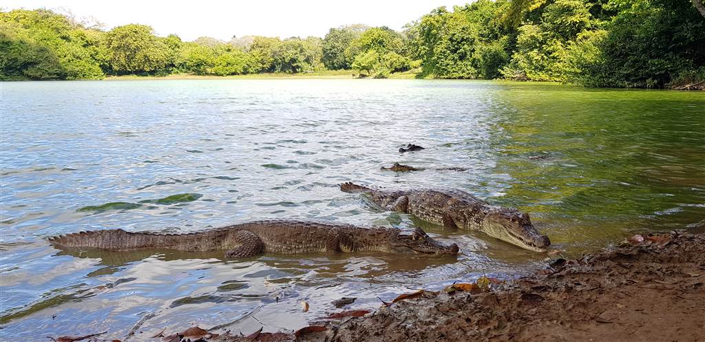 Nos distinguimos por ser propietarios de la única montaña de coral en toda la isla, un ecosistema excepcional donde conviven diversas especies: iguanas verdes y negras, lagartijas, cangrejos, tortugas, colibríes y loritos.