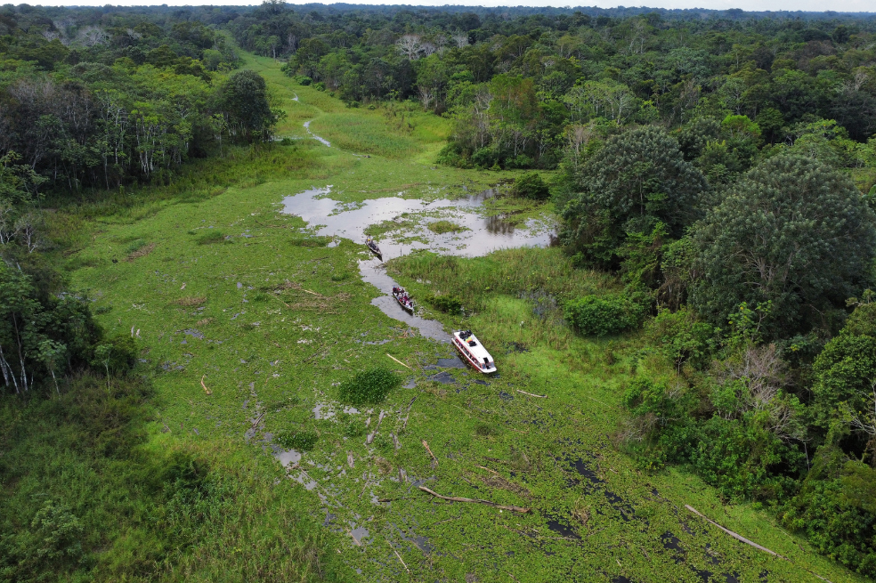 La comunidad del Amazonas que evita la desnutrición mientras restaura la selva.