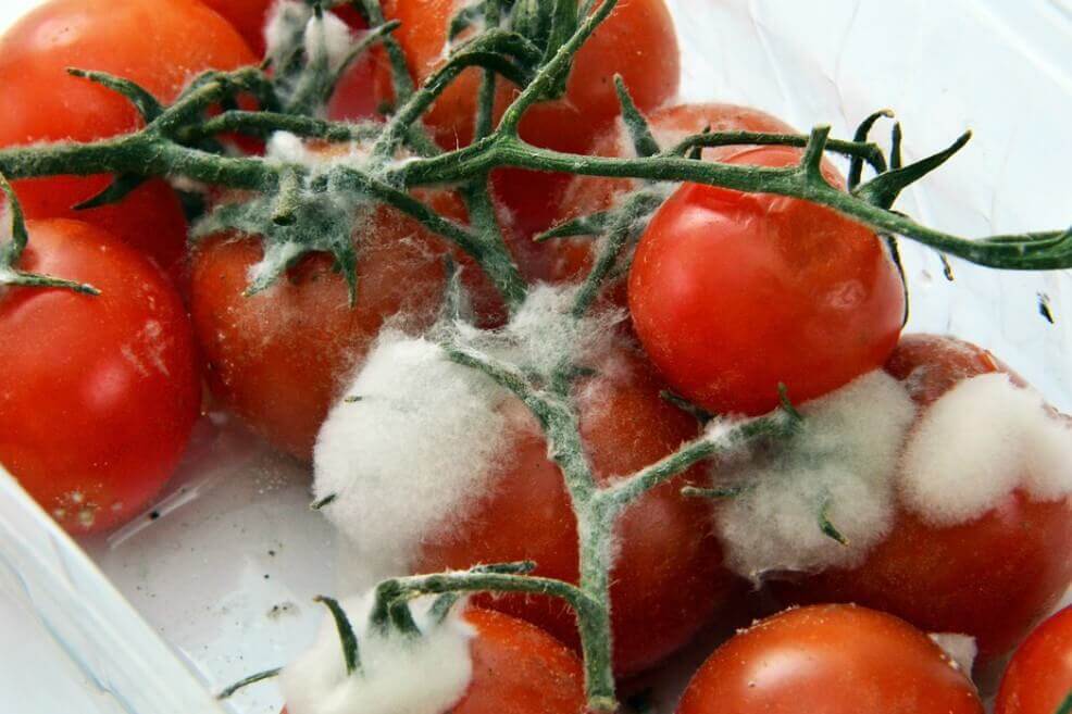ONU pide colaboración internacional para reducir las 420.000 muertes por comida contaminada al día