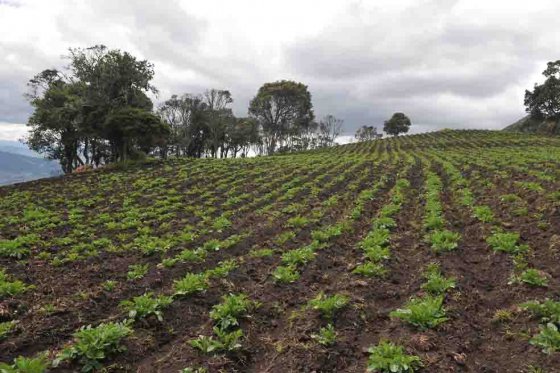 Ganadería sostenible y protección del agua, las apuestas de los indígenas en Cauca