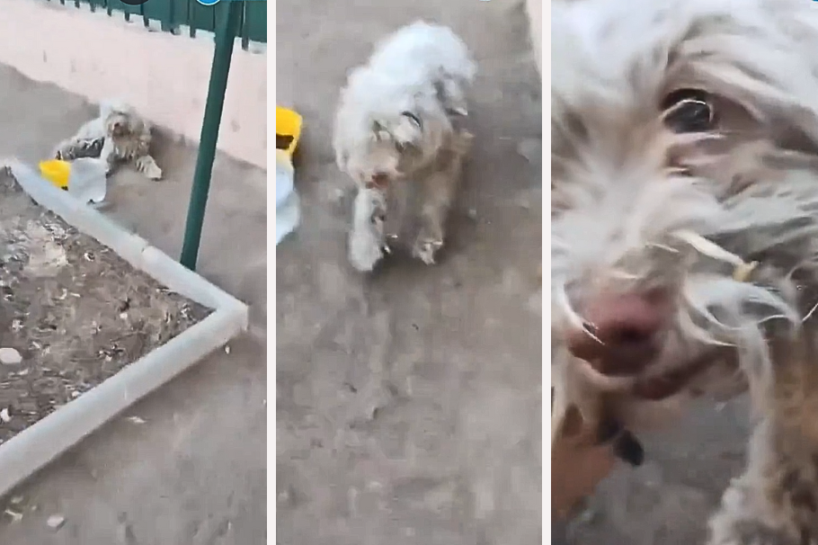 Esta mujer perdió a su perrito y lo encontró tras 5 años deambulando en la calle