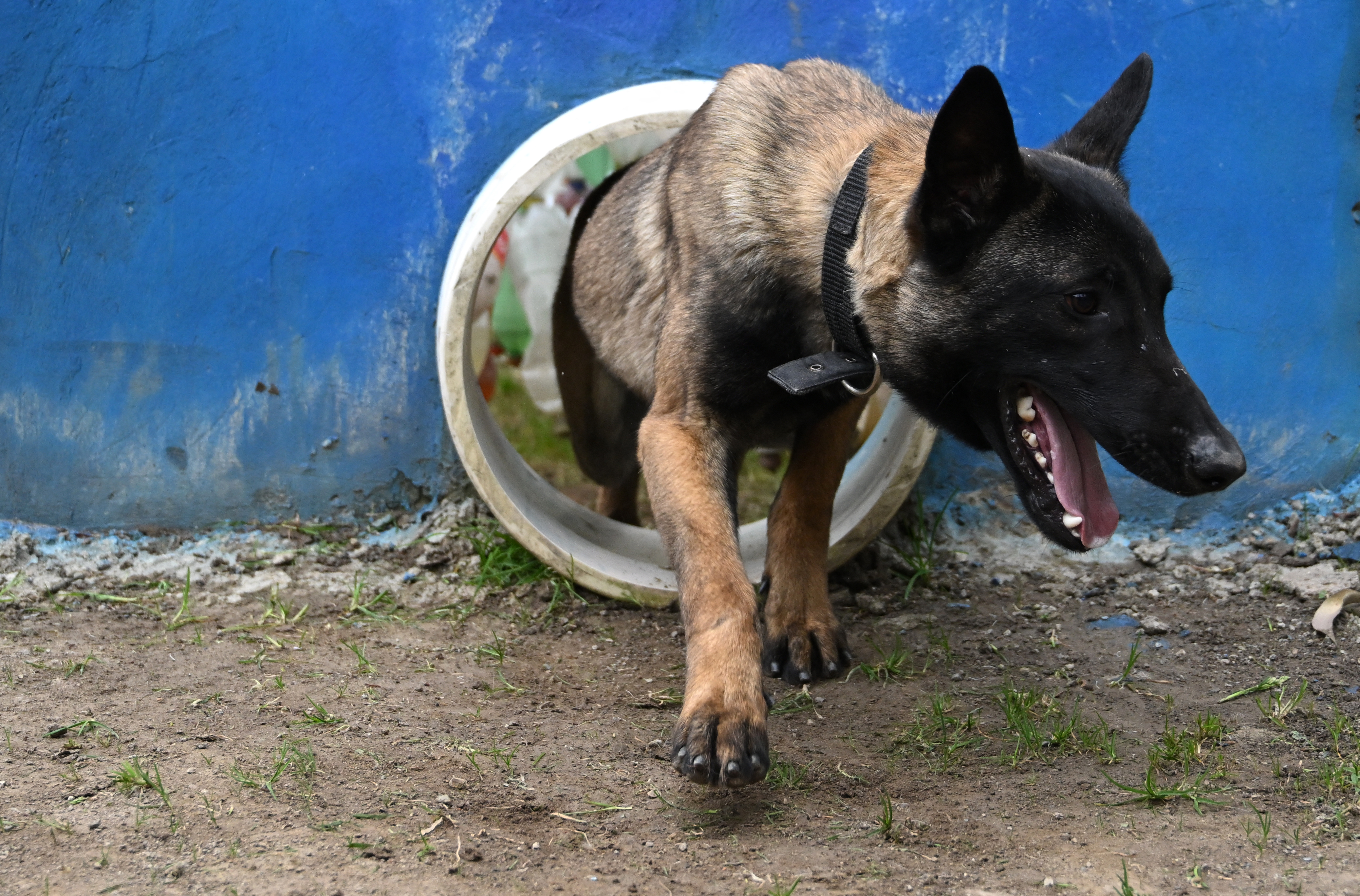 centro de adiestramiento canino del Ejército de Colombia