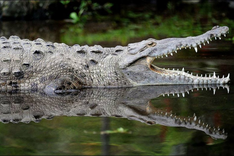 Rescatan cadáver en estanque de cocodrilos en México