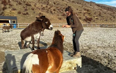 Buscan voluntarios en Nueva Zelanda para cuidar animales rescatados: ofrecen alojamiento
