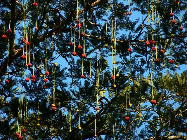 ¿Cuál es el árbol que parece estar decorado para Navidad y adorna las calles de Medellín?