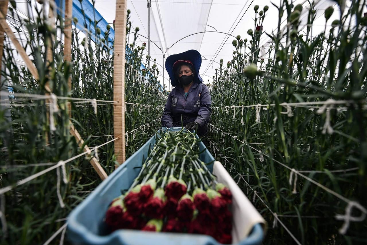 Trabajo en cultivo de flores.