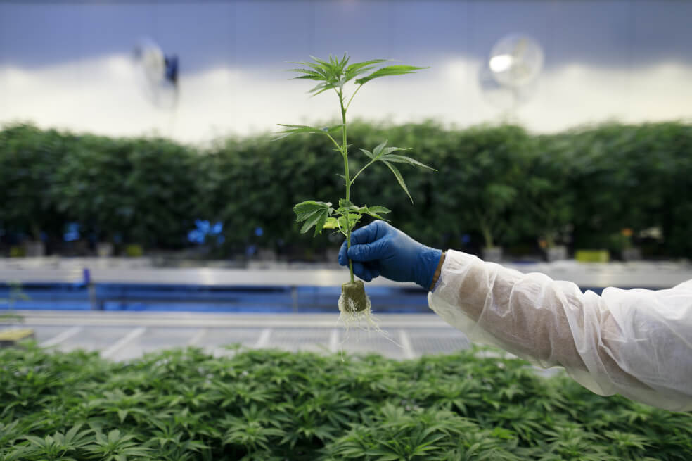 Por impedimento del mincomercio, ministro del Deporte será el encargado del cannabis medicinal