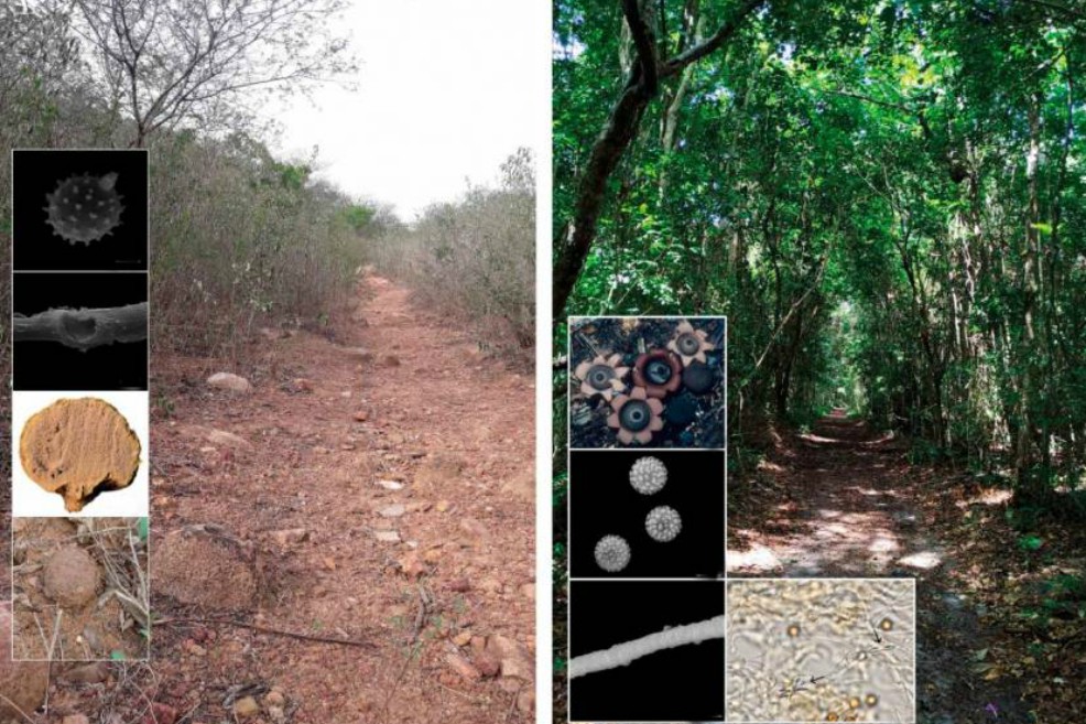 Describen 69 nuevas especies de hongos en todo el planeta