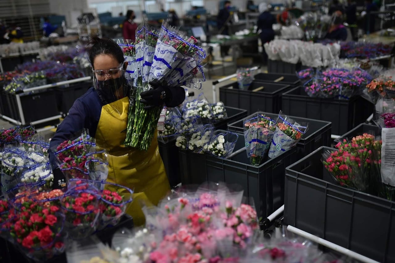 Así se prepara la floricultura en Colombia para San Valentín, en medio de la pandemia