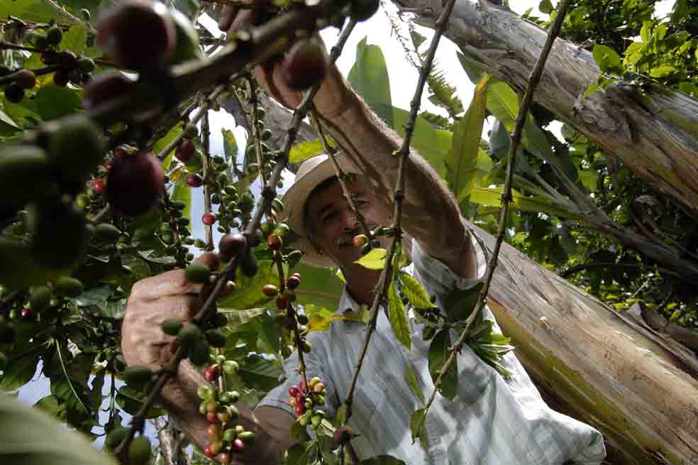 Cafeteros, en busca de claridad