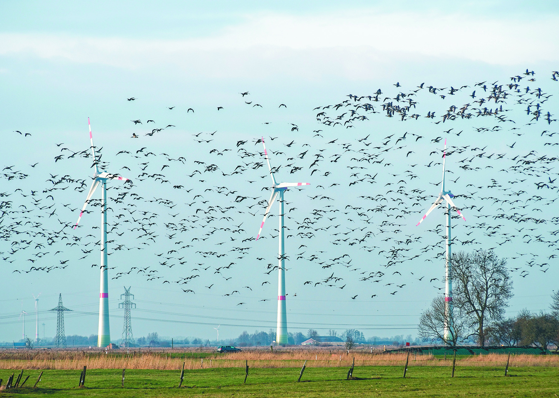 Las energías renovables también impactan la biodiversidad
