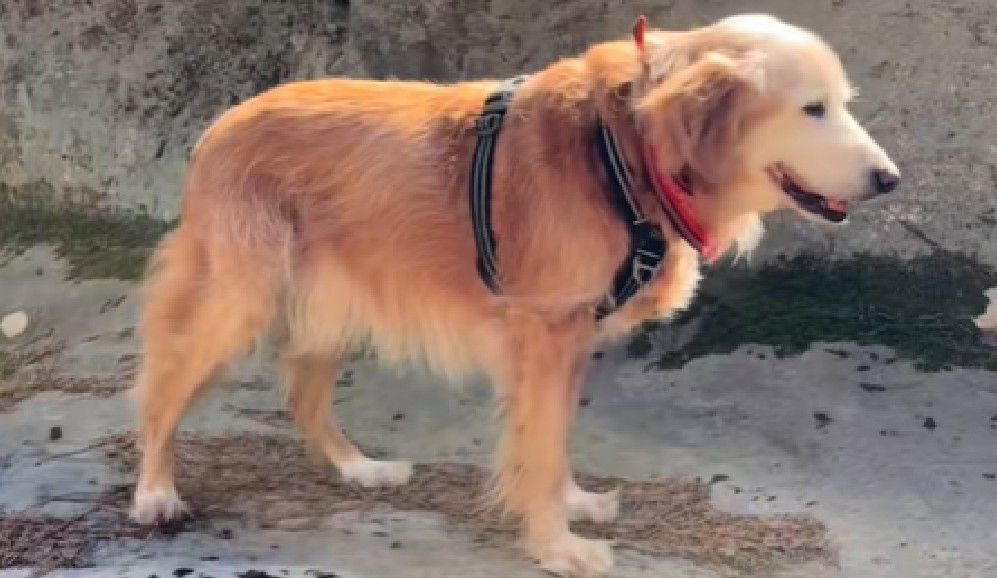 Fue abandonado a los 12 años, pero ahora vive una vejez llena de amor