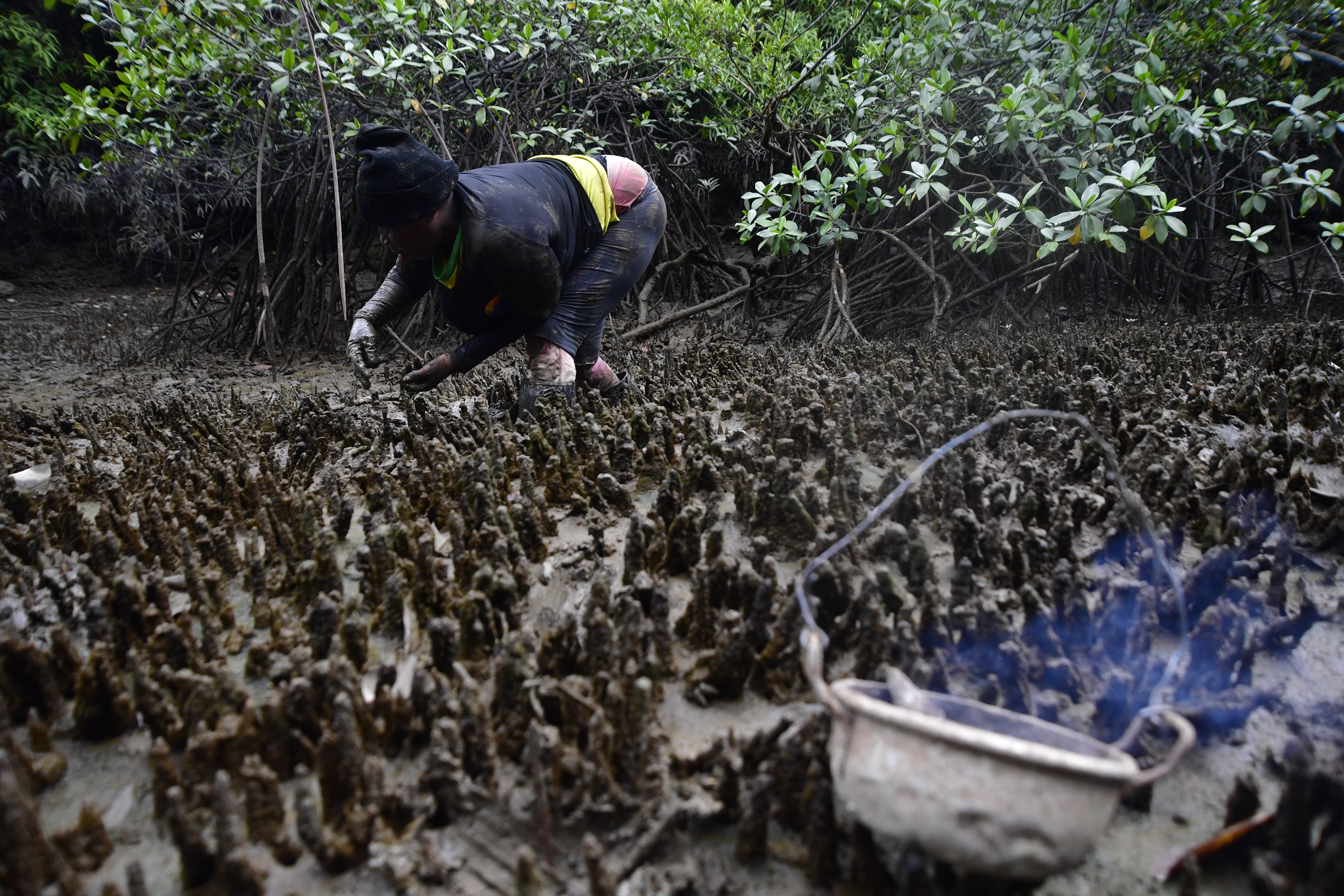 Encargadas del cuidado y manejo del ecosistema en los sitios del manglar donde se lleva a cabo la extracción de la piangua en Buenaventura.