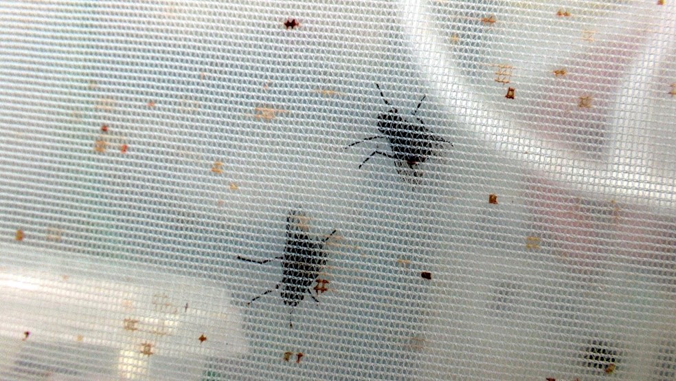 La diminuta mosca que amenaza a 21 especies de aves en Galápagos