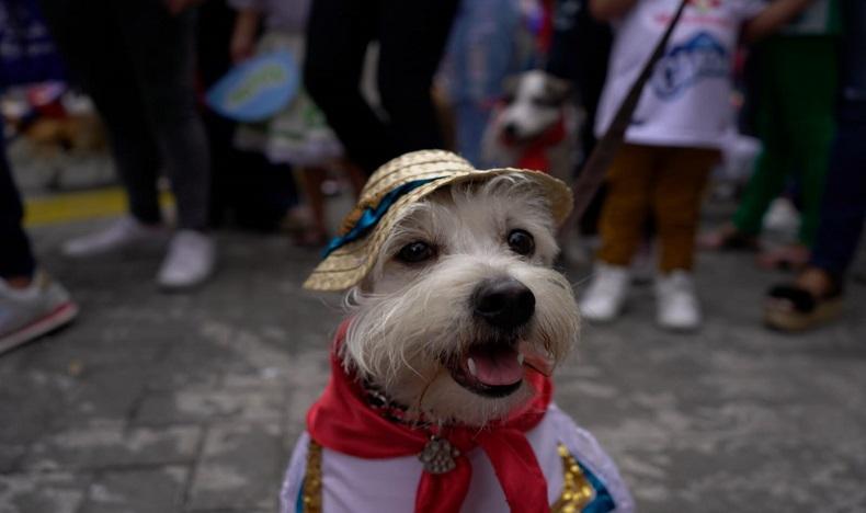 Realizarán desfile sanpedrino de mascotas en Ibagué, así puede inscribirlas