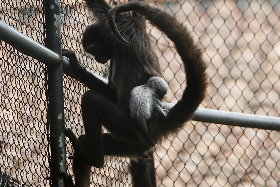 Estos animales son importantes en los ecosistemas ya que son dispersores de semillas.