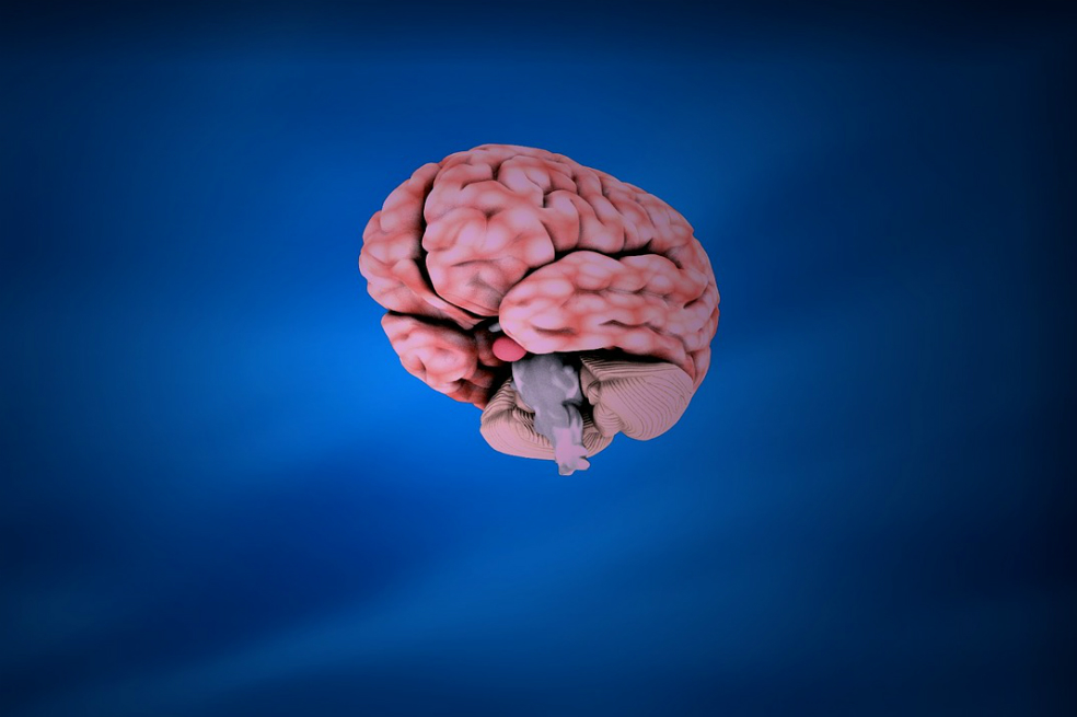 Alimentos para tu cerebro: descubre los que te convienen y los que debes cancelar