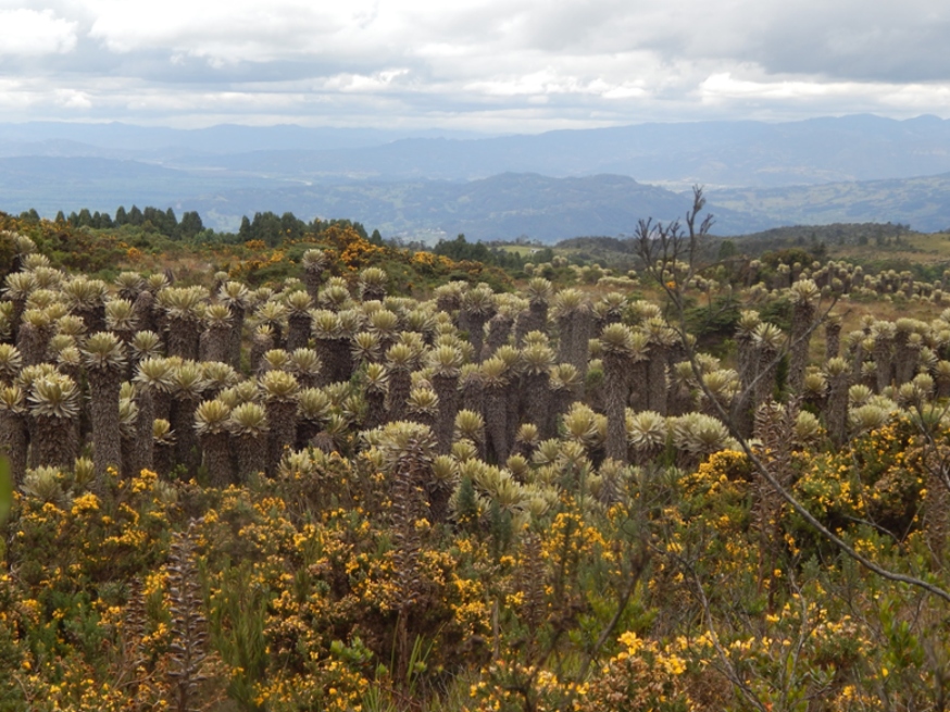 Descubren nueva especie de frailejón en el páramo de Saboyá (Boyacá)