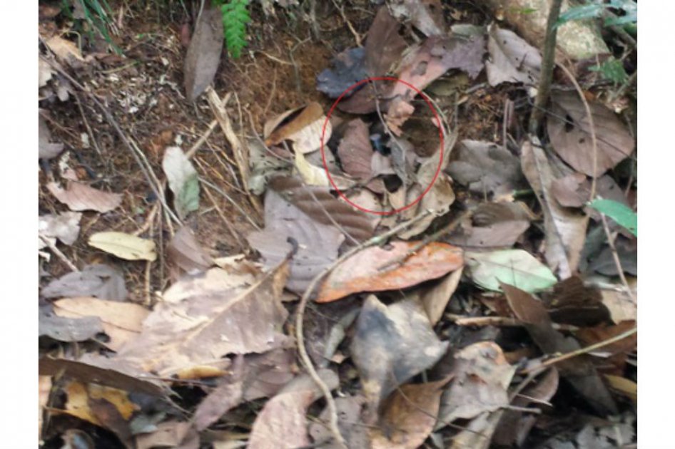 Denuncian que las Farc siguen plantando minas en el país