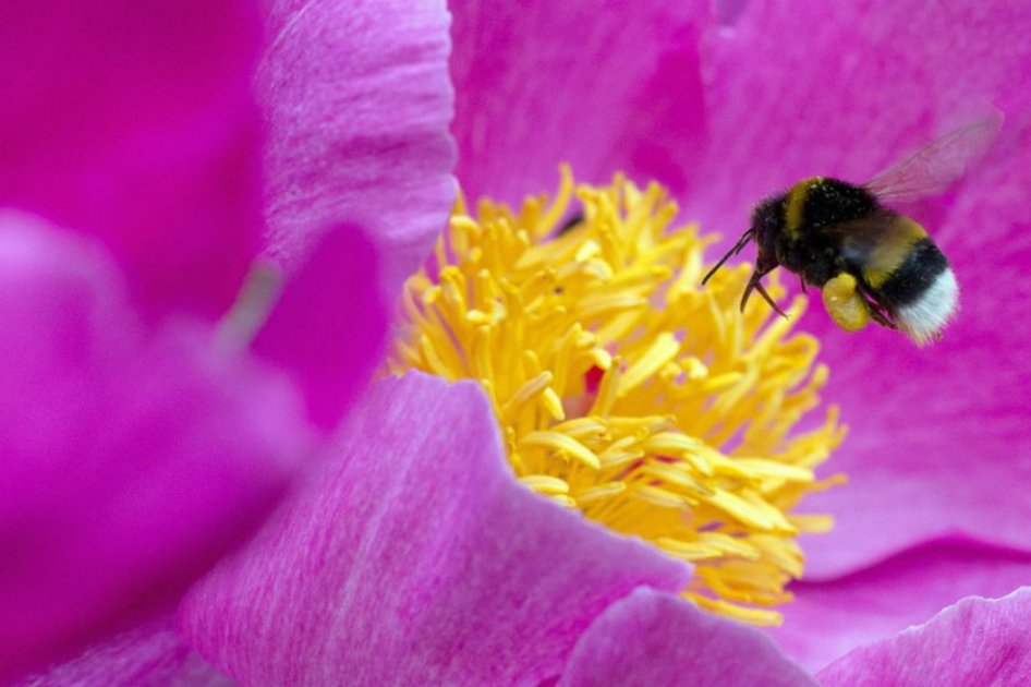 1.4 millones de firmas contra pesticidas de Bayer que estarían acabando con las abejas