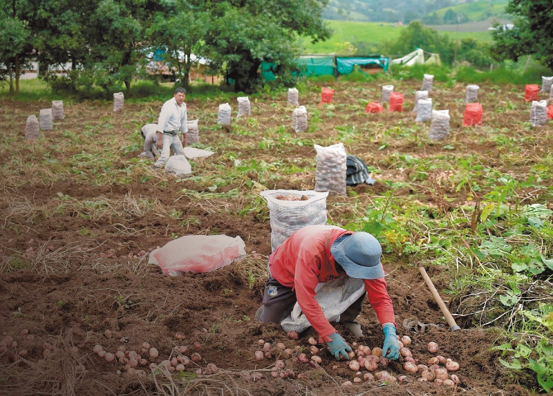 IPP vuelve a caer: mercado productor dividido entre energía barata y alimentos volátiles