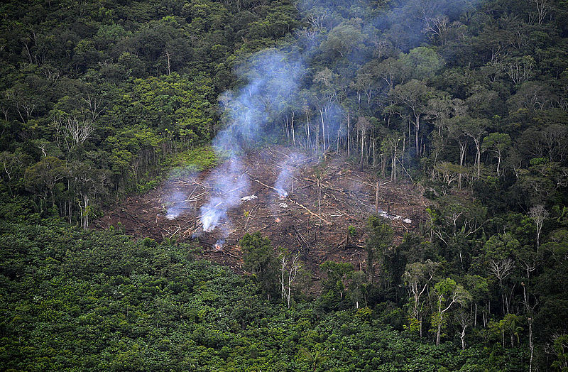 Los incendios forestales están afectando a toda Latinoamérica